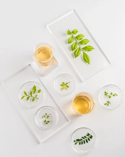 Découvrez les 5 plantes médicinales chez L.A.B.O avec Camille