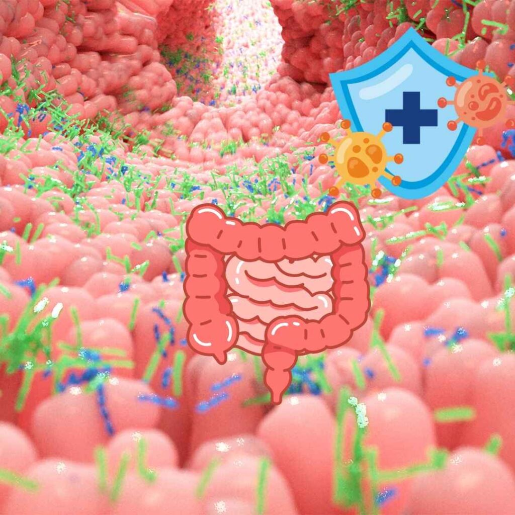 Le microbiote joue un rôle crucial