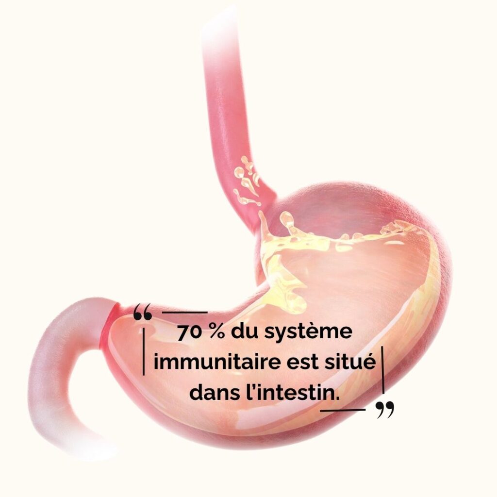 70 % du système immunitaire est situé dans l’intestin.