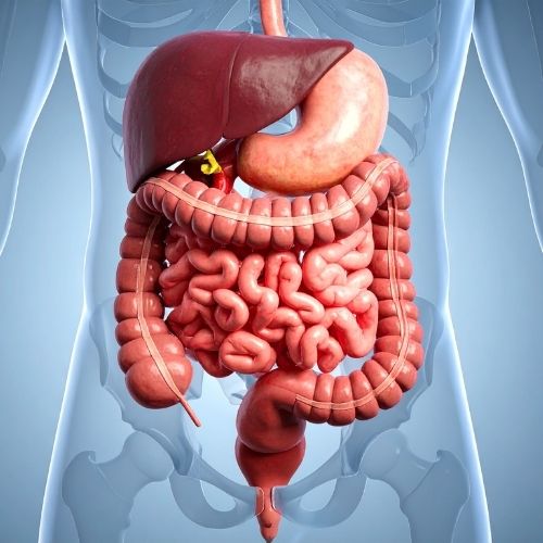Intestin et inflammation
