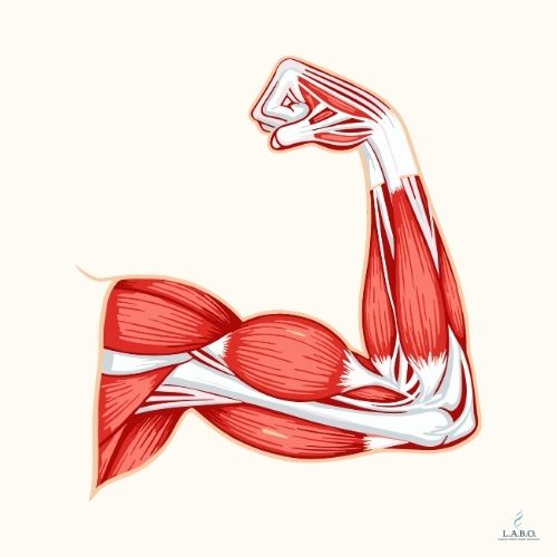 Le muscle, un allié indispensable pour le métabolisme