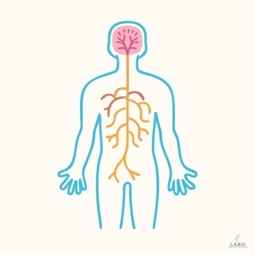Stress et système nerveux un impact majeur