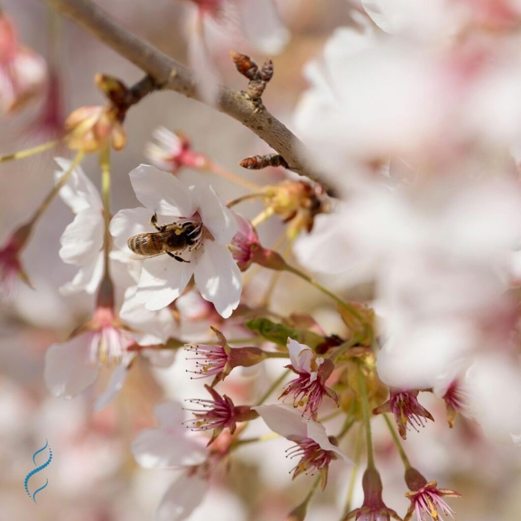Pollen